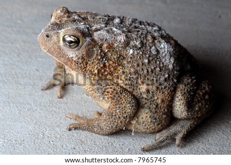 Close-up of a large American Toad.