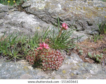 Sempervivum montanum, Crassulaceae, Stonecrop Family from the European Alps in Cervinia Italy