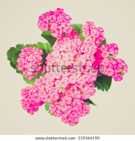Kalanchoe Flower tropical succulent plant ornamental houseplant - isolated over white background