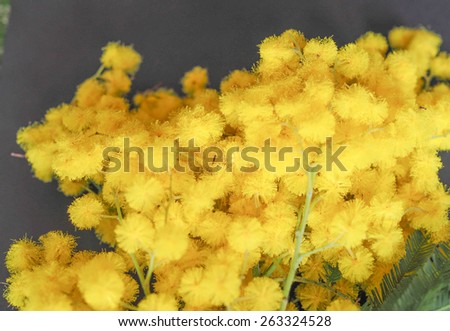 Yellow Mimosa flowers of Acacia dealbata plant aka silver wattle, blue wattle flower plant