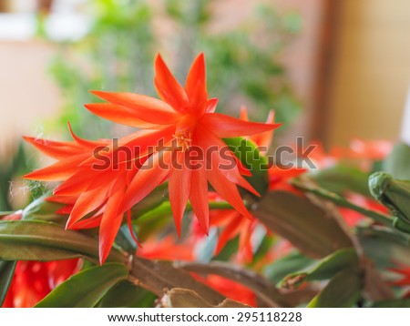 Red Schlumbergera flower aka Christmas Cactus, Thanksgiving Cactus, Crab Cactus and Holiday Cactus is a small genus of cacti from Brazil flower