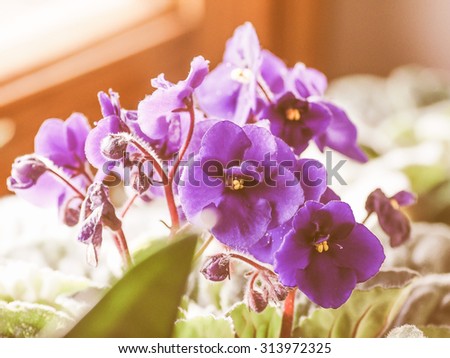 Newest Free Saintpaulia African Violet house plant flower plantae 