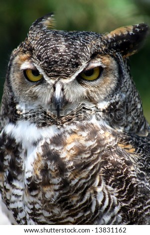 Great Horned Owl portrait
