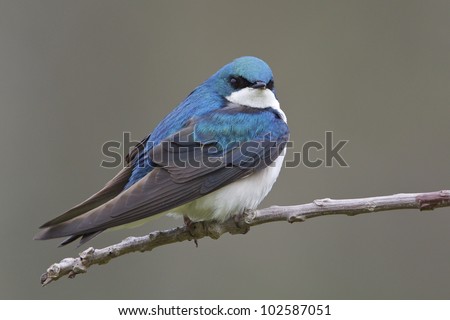 Tree Swallow on Branch with Grey/Brown Woodland Background