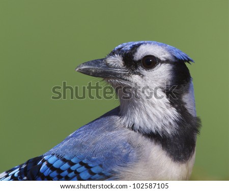 Blue Jay close up portrait, head turned, green background