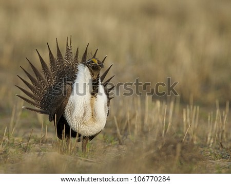 Greater Sage Grouse mating display on lek, quartering toward camera