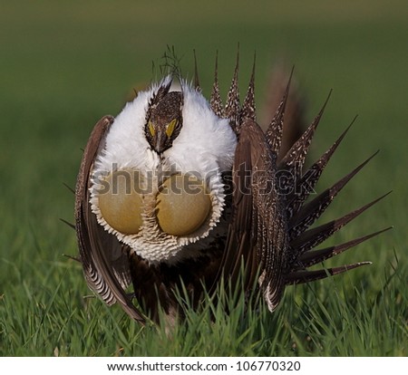 Greater Sage Grouse, mating display with air sacs fully extended