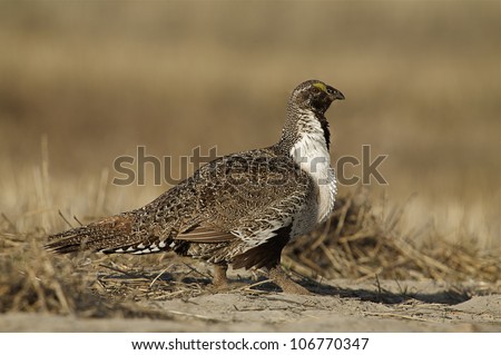 Greater Sage Grouse walking in dry wheat stubble
