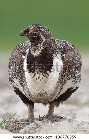 Greater Sage Grouse in a relaxed pose (not displaying)