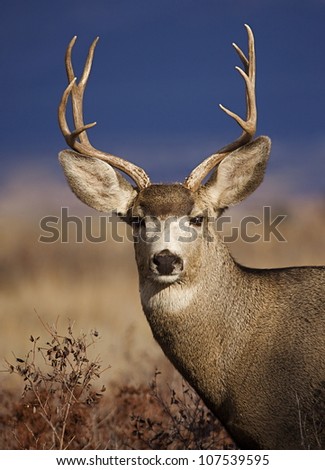 Mule Deer Buck portrait, in warm evening light with striking blue background