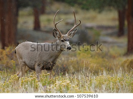 Mule Deer Buck walking thru autumn habitat
