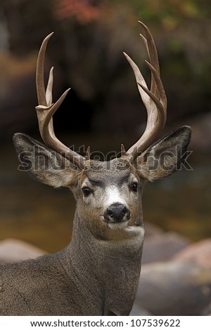 Alert Mule Deer Buck, portrait, with rocky stream in background