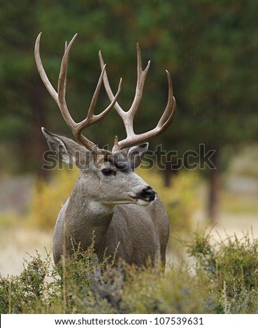 Mule Deer Buck with huge antlers, profile portrait