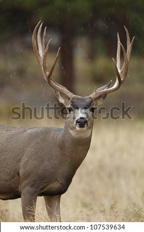 Mule Deer Buck, close-up portrait showing complete bust and brisket
