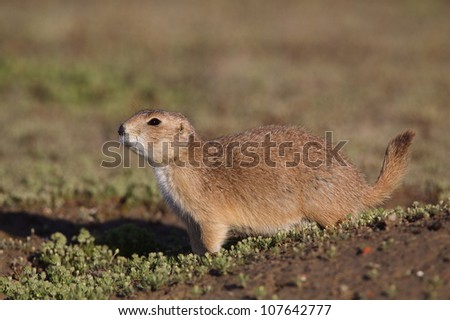 Black Tailed Prairie Dog, side view with whole body visible