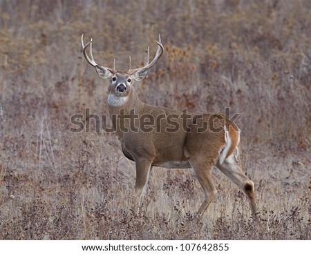 Large Whitetail Buck standing alert, with head turned to face camera