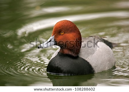 Redhead Duck, drake swimming on water's surface, with ripples