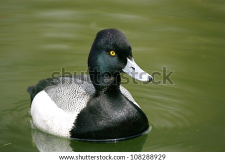 Beautiful Portrait of a Lesser Scaup swimming on water\'s surface, with ripples