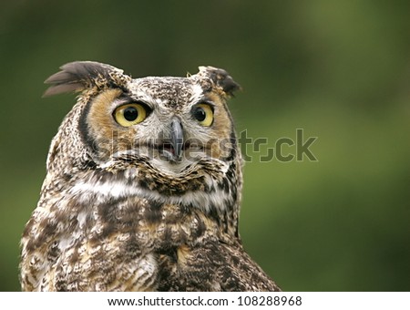 Great Horned Owl, highly detailed portrait with smooth green background