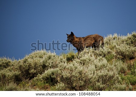 Yellowstone Wolf - from the Druid Peak Pack