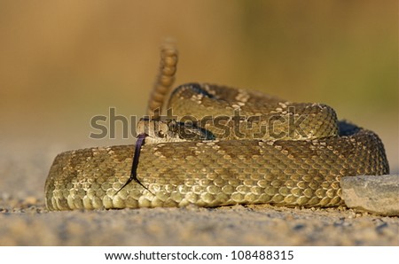 Western Rattlesnake with rattle erect and forked tongue extended