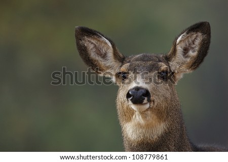 Mule Deer Doe, highly detailed portrait with green background