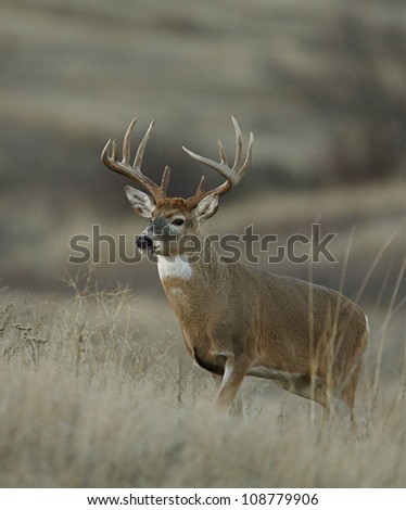 Trophy class white tailed buck deer in midwest prairie habitat; vertical format