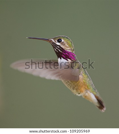 Calliope Hummingbird in flight with purple neck streaking clearly visible and wings exhibiting motion blur