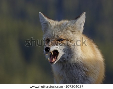 Red Fox snarling, with mouth open and teeth / fangs visible, close-up, detailed portrait against a green background;  Mount Rainier National Park
