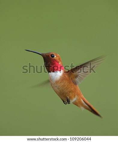 Rufous Hummingbird in flight, isolated on a smooth green background, vertical format
