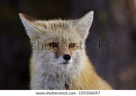 Red Fox - Cascade Mountains subspecies - detailed portrait against a dark background;  Mount Rainier National Park
