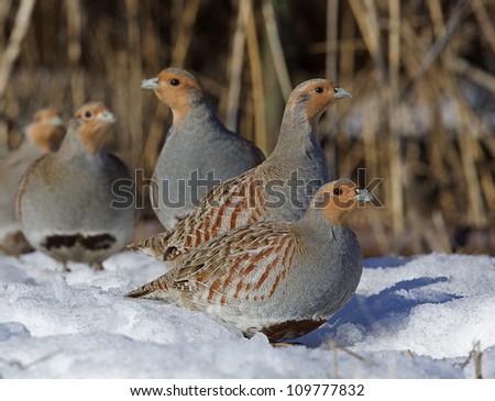 a covey of Hungarian Partridge in agricultural farm habitat in northern Washington, near the Canada border, in winter snow; Pacific Northwest wildlife / bird / animal / nature