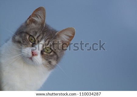 Feral Cat; sharp, detailed portrait, isolated against a smooth blue background (actually the surface of a frozen, icy lake); angled composition; tabby cat / house cat