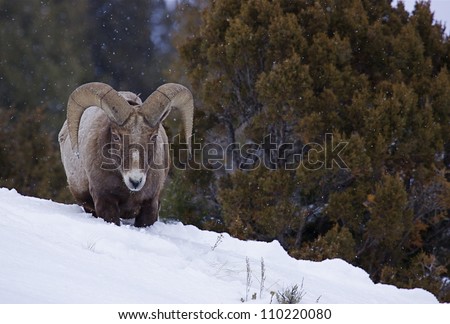 Rocky Mountain Bighorn Sheep Ram in deep winter snow with evergreen trees in the background, Lamar Valley Yellowstone National Park, Montana / Wyoming