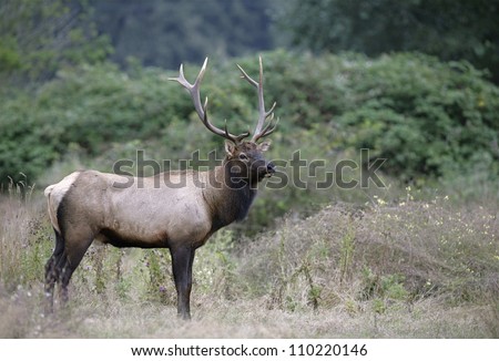 Roosevelt Elk In Coastal Rain Forest Habitat, Redwood National And ...