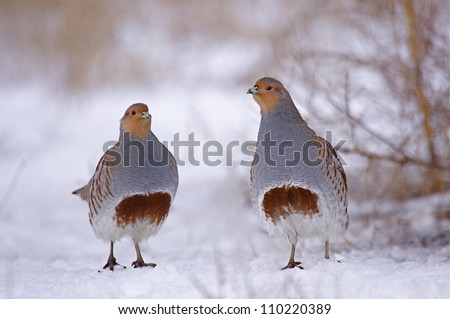 pair of Grey Partridge, a.k.a. Hungarian Partridge, standing in winter snow; Washington state; Pacific Northwest wildlife / birds / nature / outdoors
