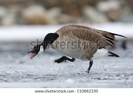 Angry Canada Goose stomping on the ice of the Columbia River in Washington, during late winter / early spring migration and breeding season; Pacific Northwest wildlife / nature / outdoors