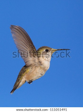 Calliope Hummingbird, highly detailed flight image, with wings fully extended and blue sky in the background; Pacific Northwest wildlife / nature / birding