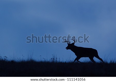 White-tailed Buck Deer silhouette, running on ridge top, Flathead Indian Reservation, Montana; whitetail / white tail / white-tail / white tailed / whitetailed