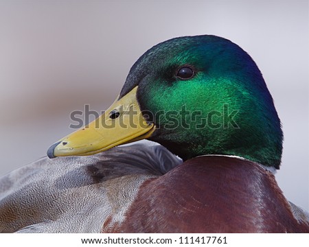Mallard Duck drake; very sharp, highly detailed head portrait showing fine feather detail; at a nature center / park along the Delaware RIver in Philadelphia, Pennsylvania
