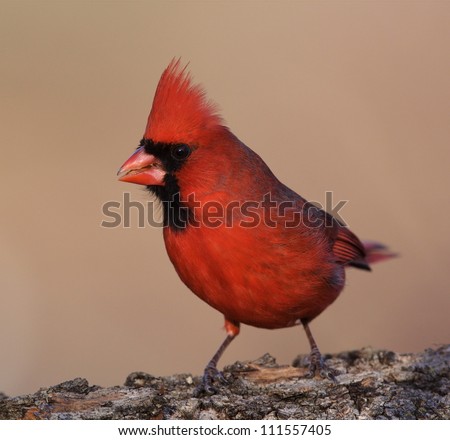 Northern Cardinal, sharp, detailed portrait, at a park along the Delaware River waterfront in Philadelphia, Pennsylvania