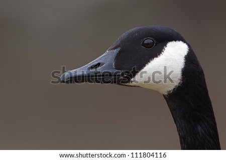 Canada Goose, sharp, highly detailed portrait isolated against a neutral background; Delaware River, suburban Philadelphia, Pennsylvania; Branta canadensis