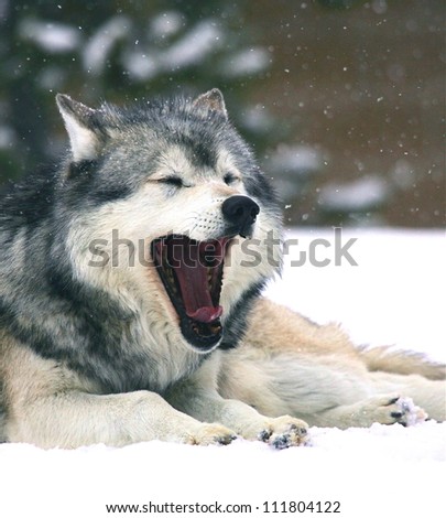 Gray Wolf, Canis lupus, lying on winter snow with mouth open, yawning; grey wolf / timber wolf