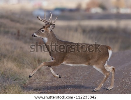 White-tailed Buck Deer runs across a dirt road; whitetail / white tail / white-tail / whitetailed / white tailed