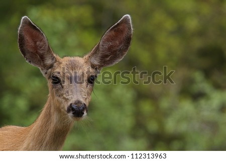 Mule Deer Doe, highly detailed portrait against a nicely blurred deciduous forest background in the Cascade Mountains of Washington