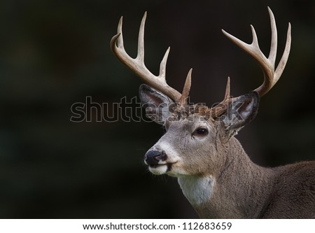 White tailed Deer, Ten point buck, portrait isolated on a dark natural background; white tail / white-tail / whitetailed / whitetail / white-tailed
