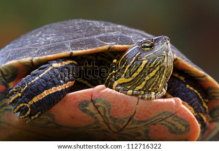 Western Painted Turtle, Chrysemys picta, detailed closeup clearly showing head, legs, feet, upper and lower shell