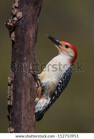 Red-bellied Woodpecker with natural dark background, at a nature center in suburban Philadelphia, Pennsylvania