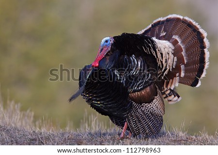 Wild Turkey, Merriam\'s subspecies, strutting with tail fanned out and beard visible, Cascade Foothills, Washington
