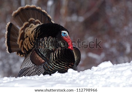 Rio Grande Wild Turkey, strutting in snow with tail fanned out and wing tips drooped, Cascade Mountains, Washington